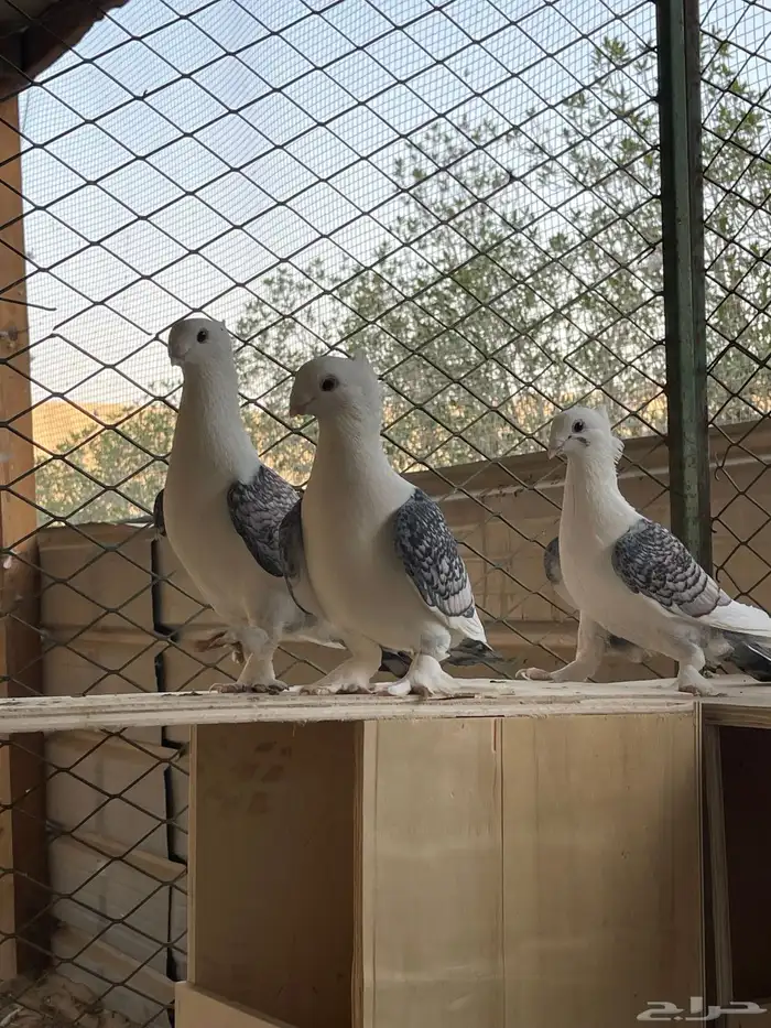 البيع حمام حب رمان ثلاث اجواز 0