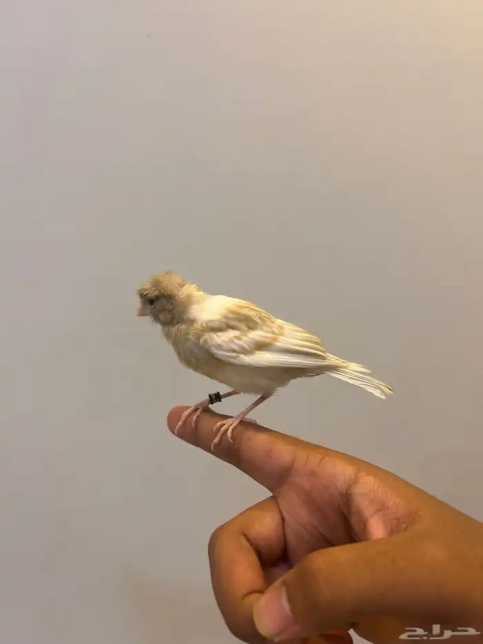 كناري تربيه 0