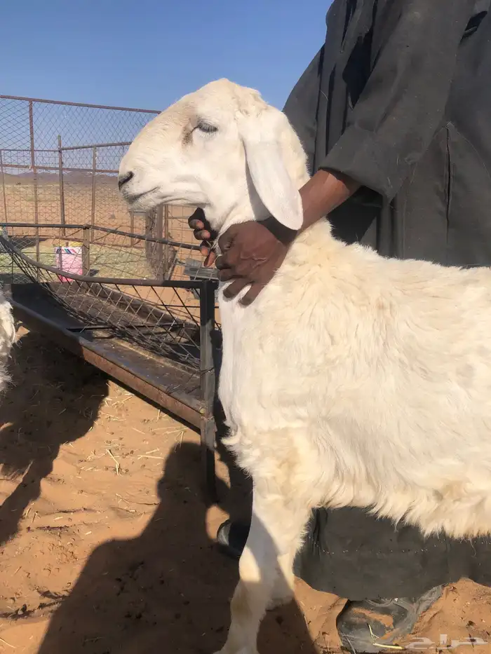 فحل عمر 7 شهور 2