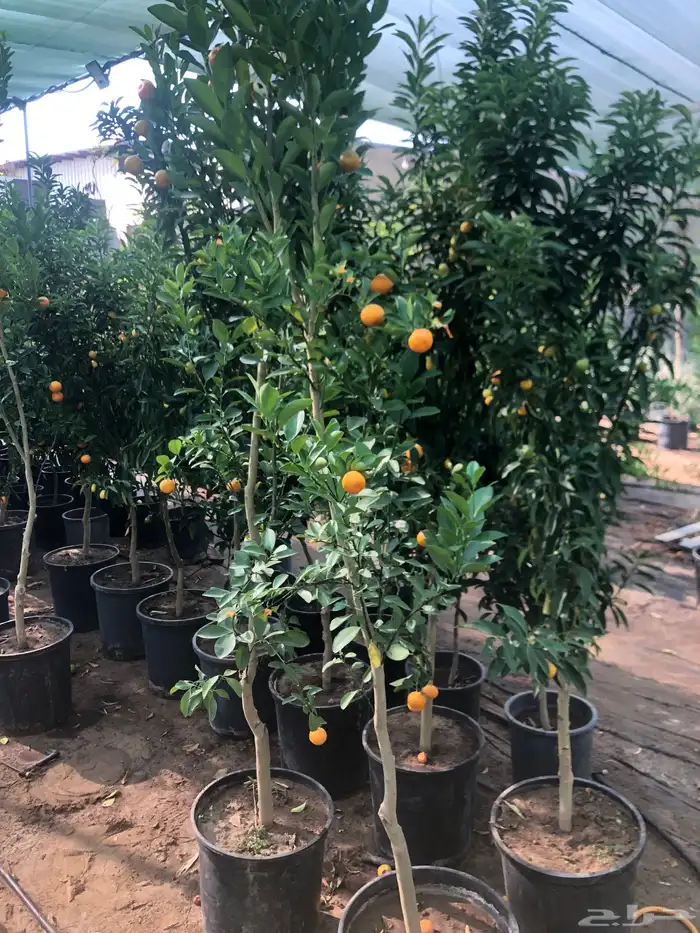 تنسيق الحدائق 16