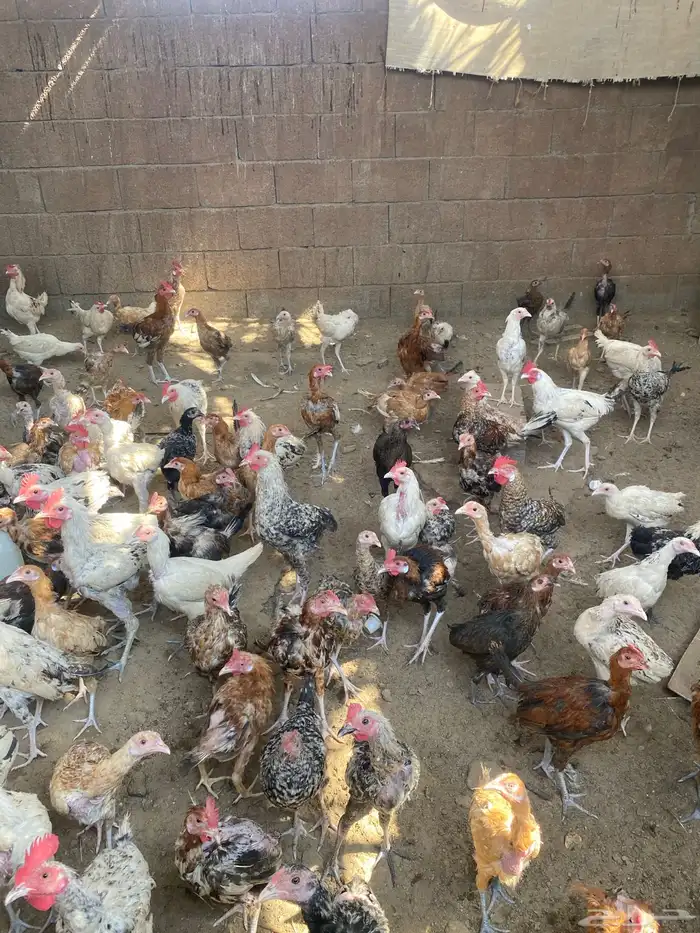 دجاج بلدي 11