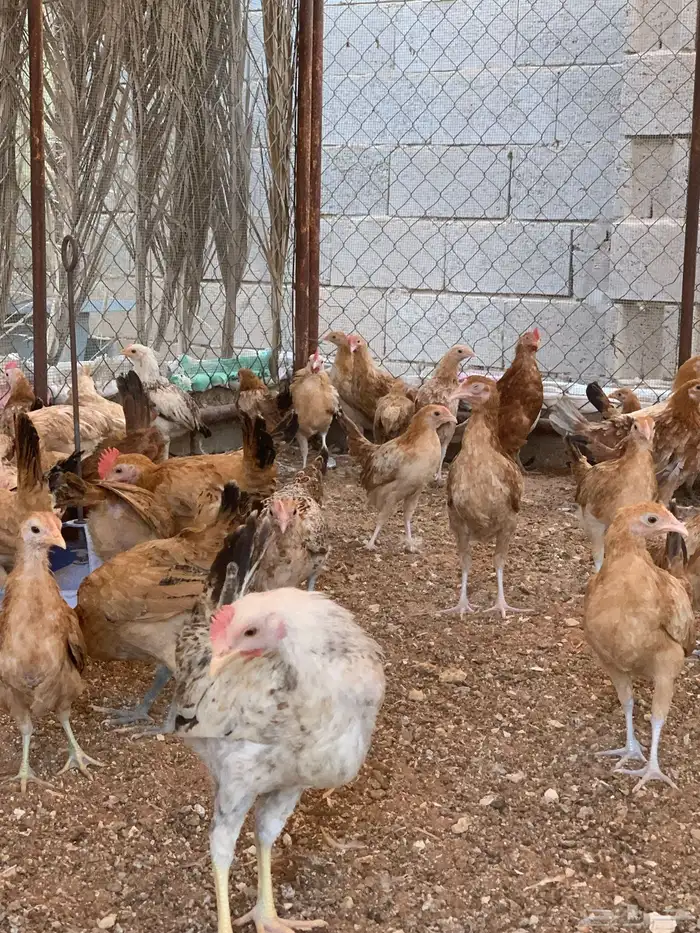 دجاج عمر 3 شهور 1