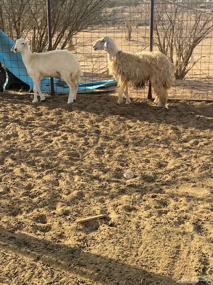 رخال للقناي 2