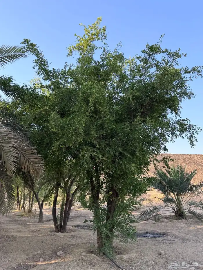 للبيع شجر غضى وسدر بلدي احجام كبيره 6 متر و4 متر 2