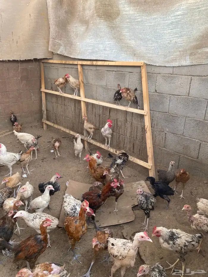 دجاج بلدي 14