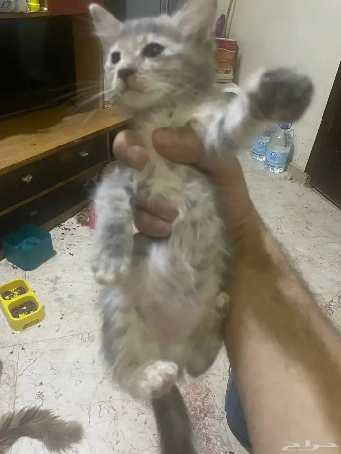 قطط للتبني 2