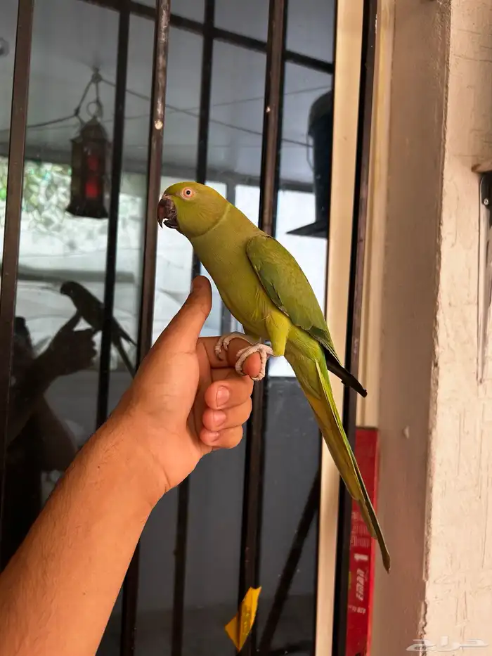 ذكر دره هندي اليف و متكلم مشاء الله 0