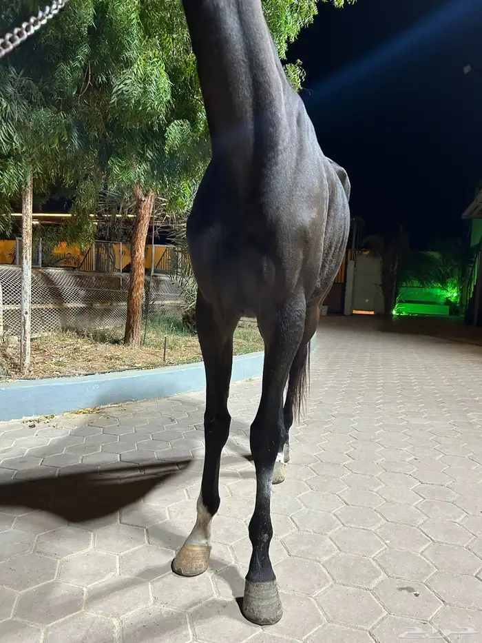 فرس انجليزي اللون ادهم (اسود ) 0