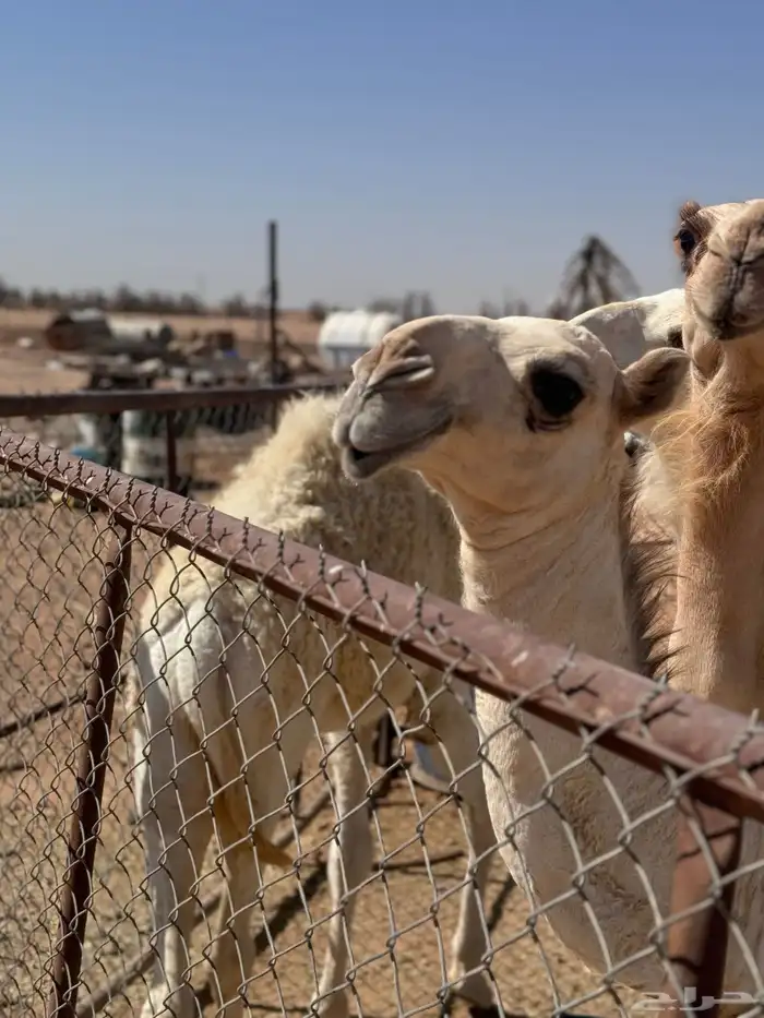 ثلاث عشاير ولقحه 4