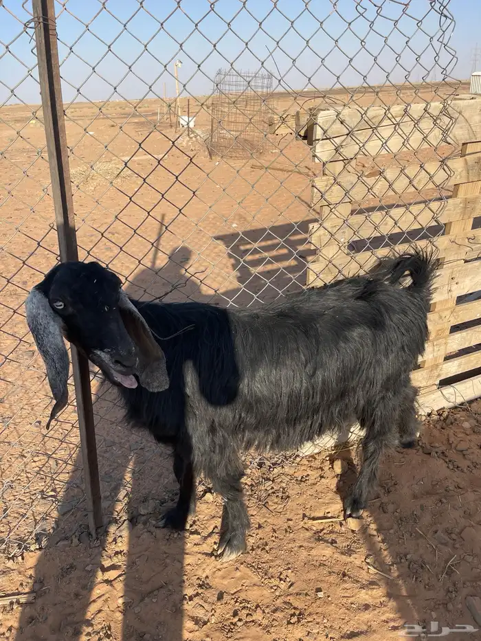 للبيع عنز معها تيس عمره شهر 0