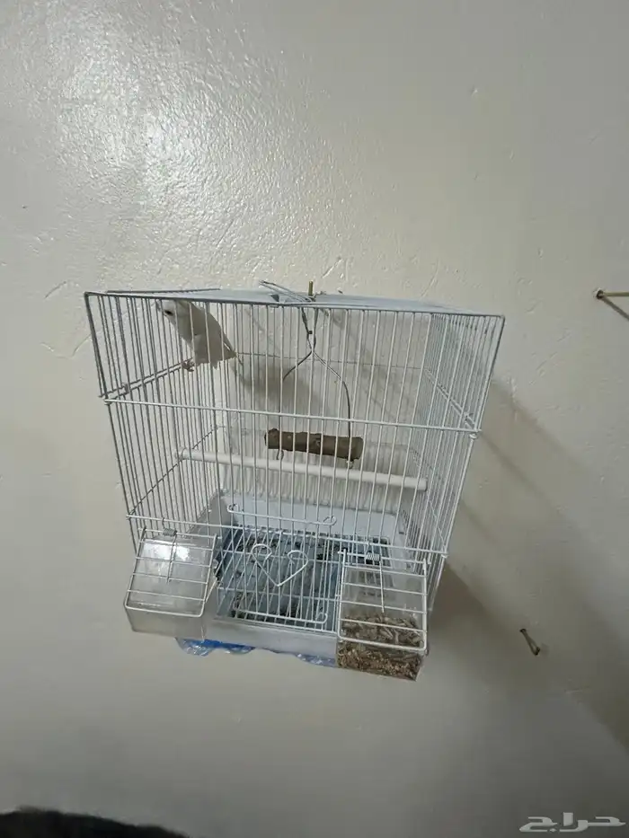 فرخ روز البينو (تم البيع) 3