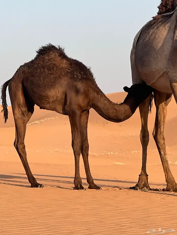 بكره للبيع قصب 0