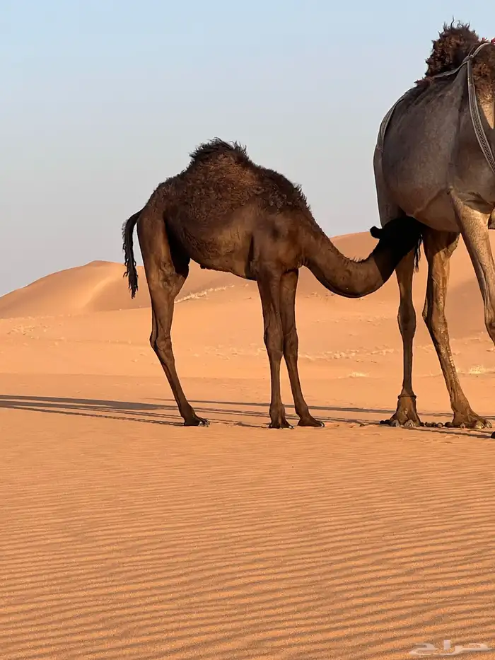 بكره للبيع قصب 1