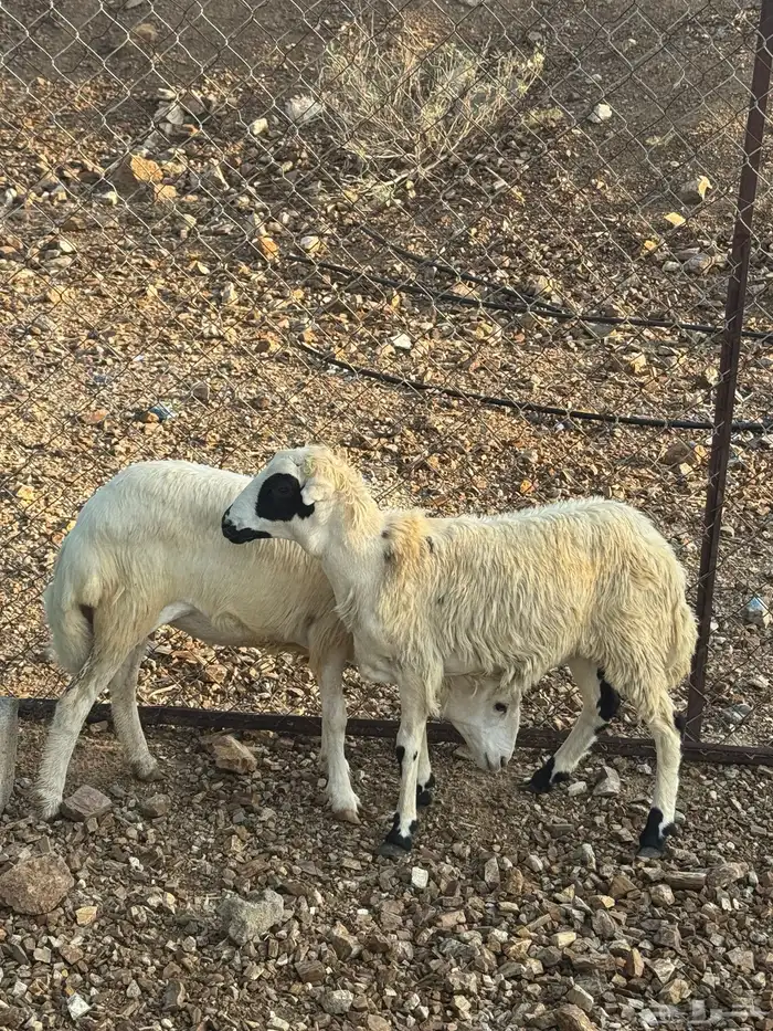 رخال رفيدي 1