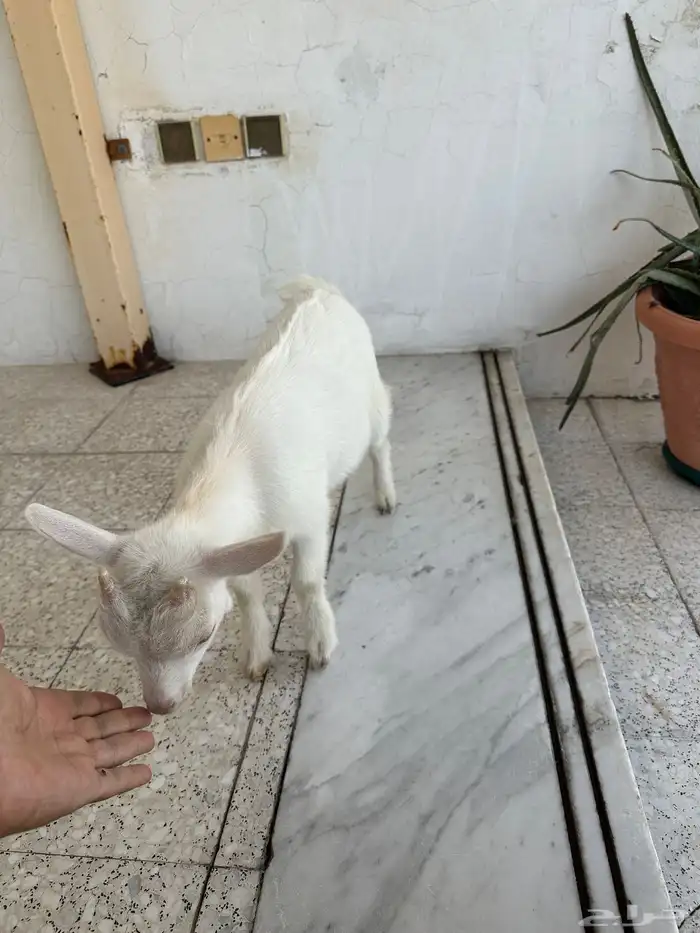 ماعز قزمي للبيع في الاحساء 2