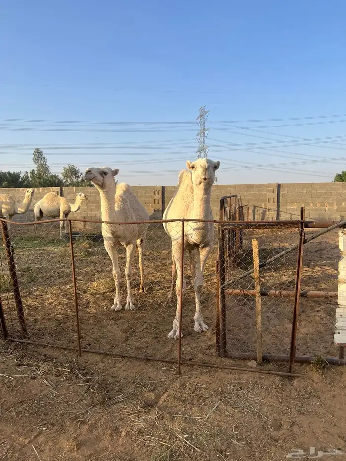 بكرتين للبيع في بريدة 1