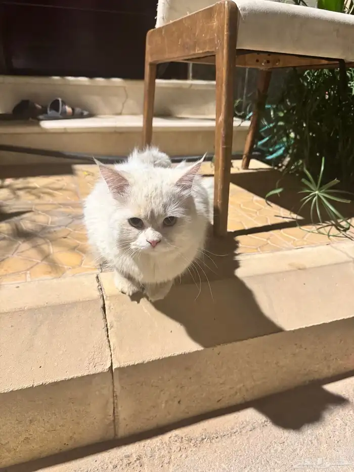 قط ابيض للتبني الرياض حق الملقا 0