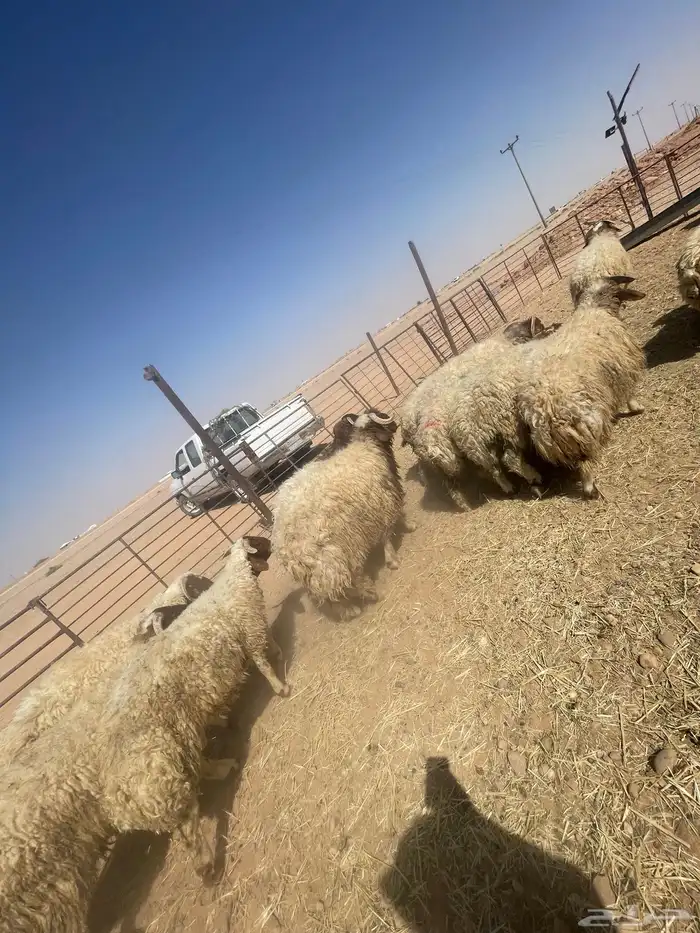 بهم خرفان فاخره كناور 1