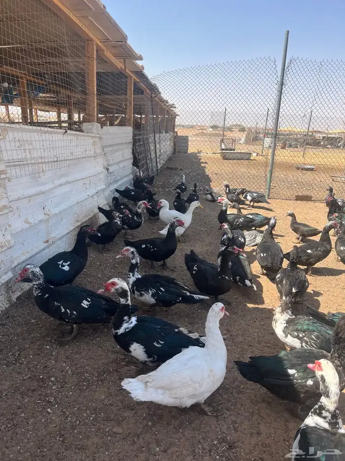 بط فاخر للبيع 4