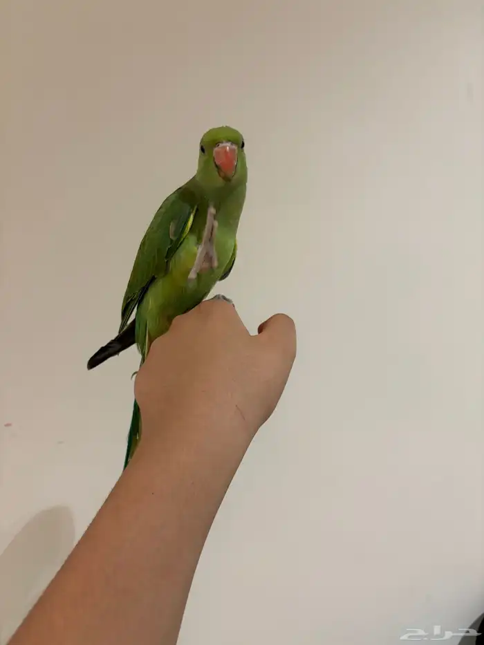 دره هندي أليفه متكلمه البيع مستعجل 15