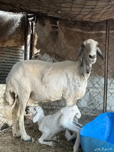 ضان 0
