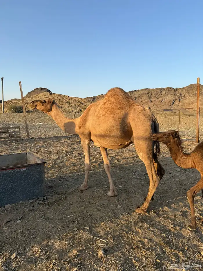 خلفة حمرا تحتها بكرة 3