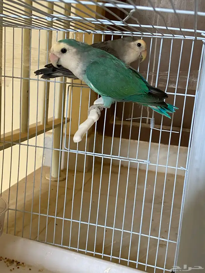 جوز روز منتج شرط شرط شرط 2