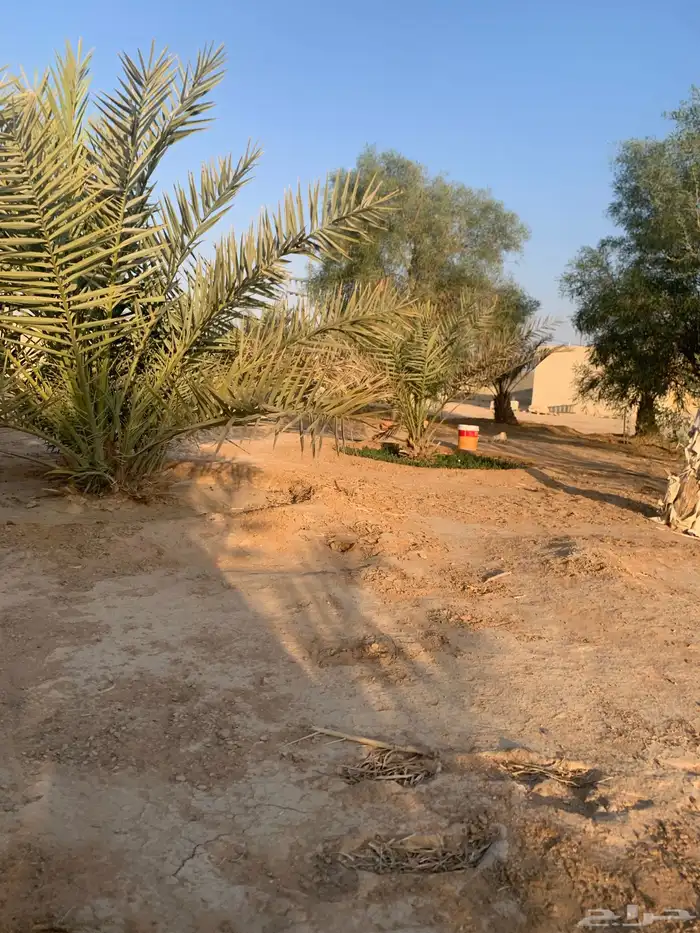 نخل 10