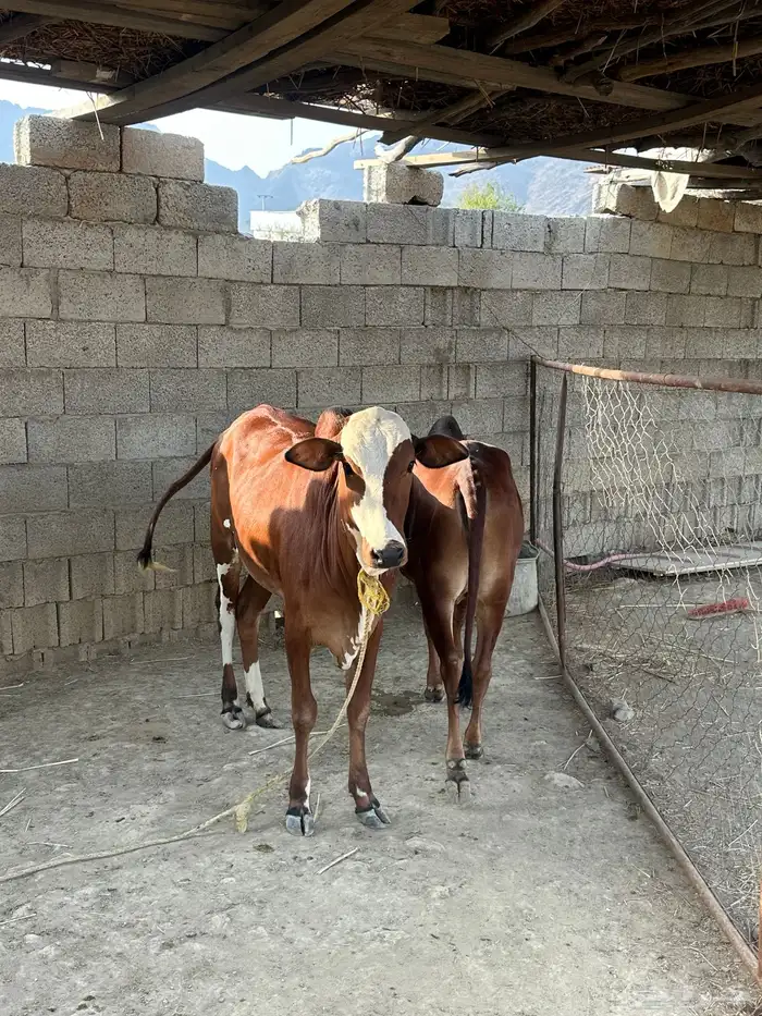 بقر العدد ثنتين خبيش سنه ونص 1