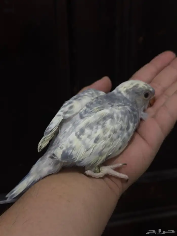 فروخ درة طفرات رسيسف بايد فايلوت المميز_للمميز 0