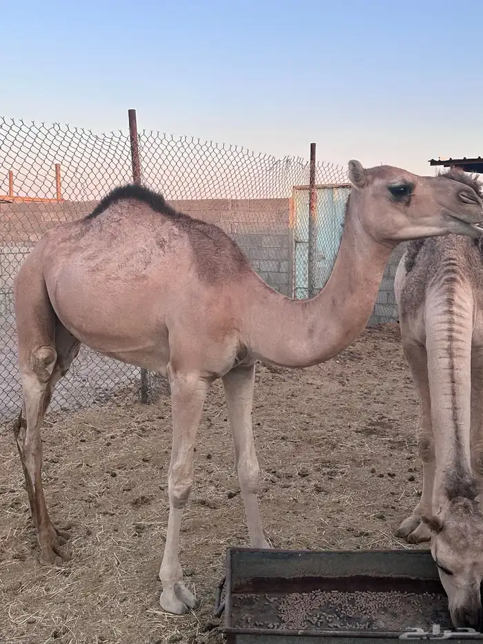 قعدان للبيع 7