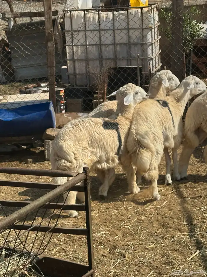 طليان حري ثلاجه مناسبات 7