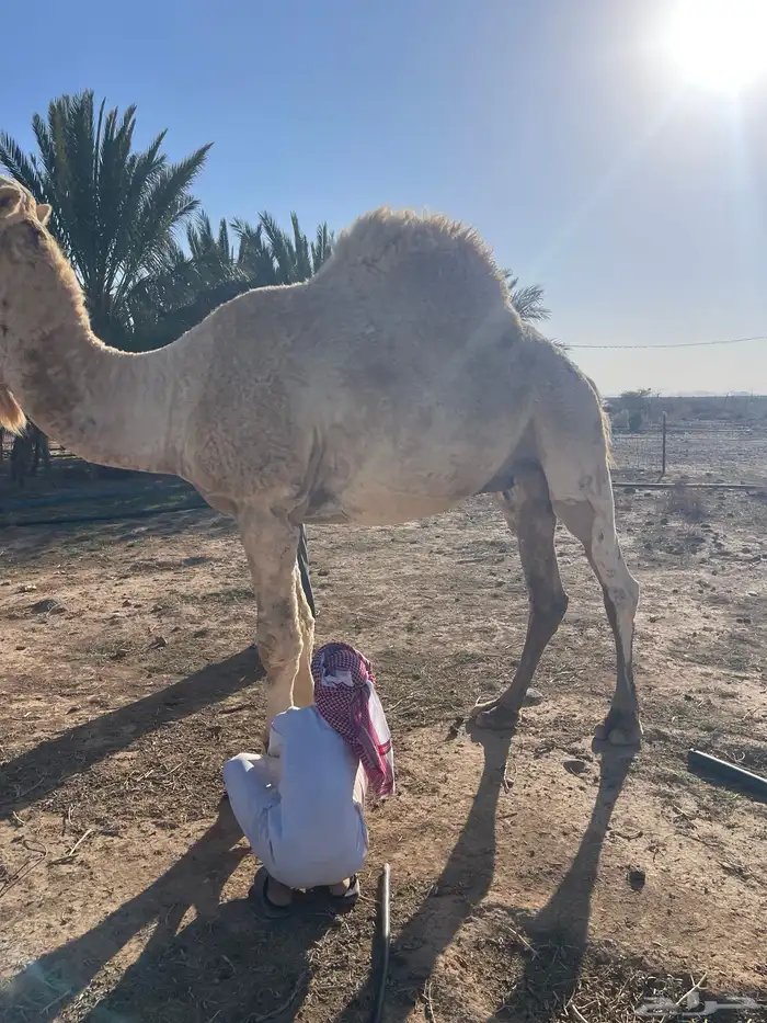 للبيع جمل عفر شاق نابه 7