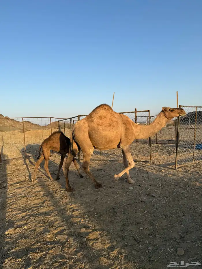 خلفة حمرا تحتها بكرة 1