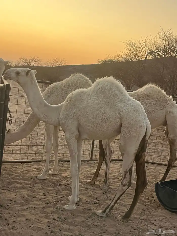 عشرا للبيع رمانيه 0