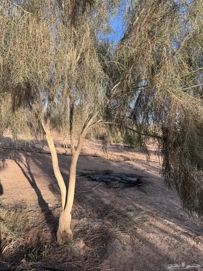 للبيع شجر غضى وسدر بلدي احجام كبيره 6 متر و4 متر 0