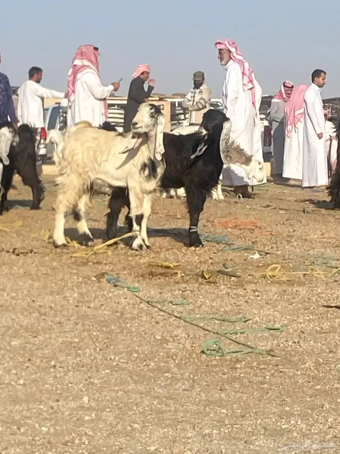 جفار 5