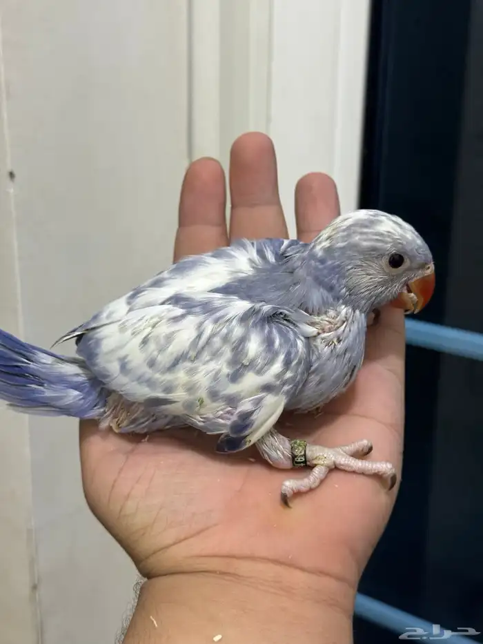 فروخ درة طفرات رسيسف بايد فايلوت المميز_للمميز 5