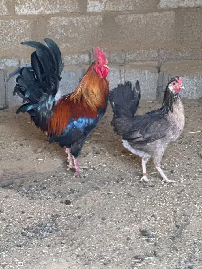 دجاج للبيع عربي 4