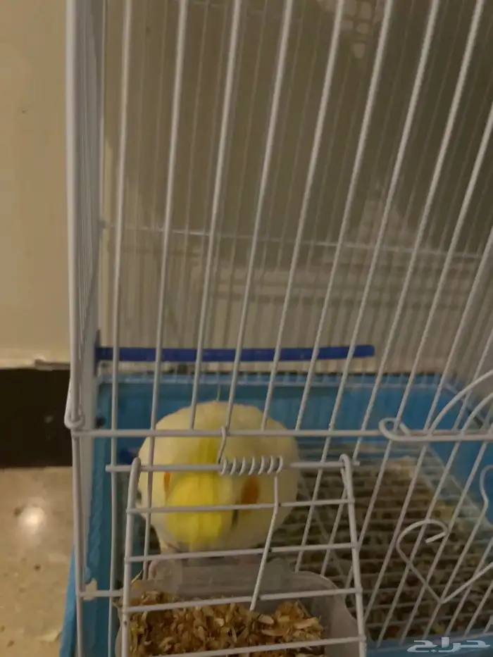 بيغاء كروان لاتينو الييف جدا نص هدد داخلي 0