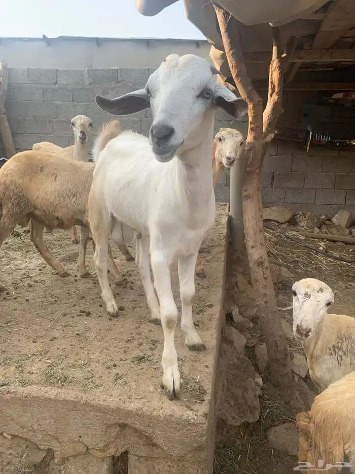 فرير مشروع فحل وثلاثه تيوس سمان ماشاءالله تبارك الله 6