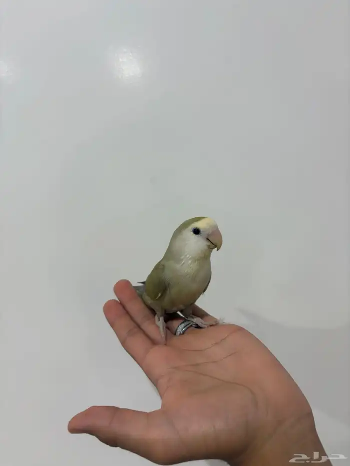 عله اليوم ما شاء الله تبارك الله أنثى للبيع حجم جامبو 7
