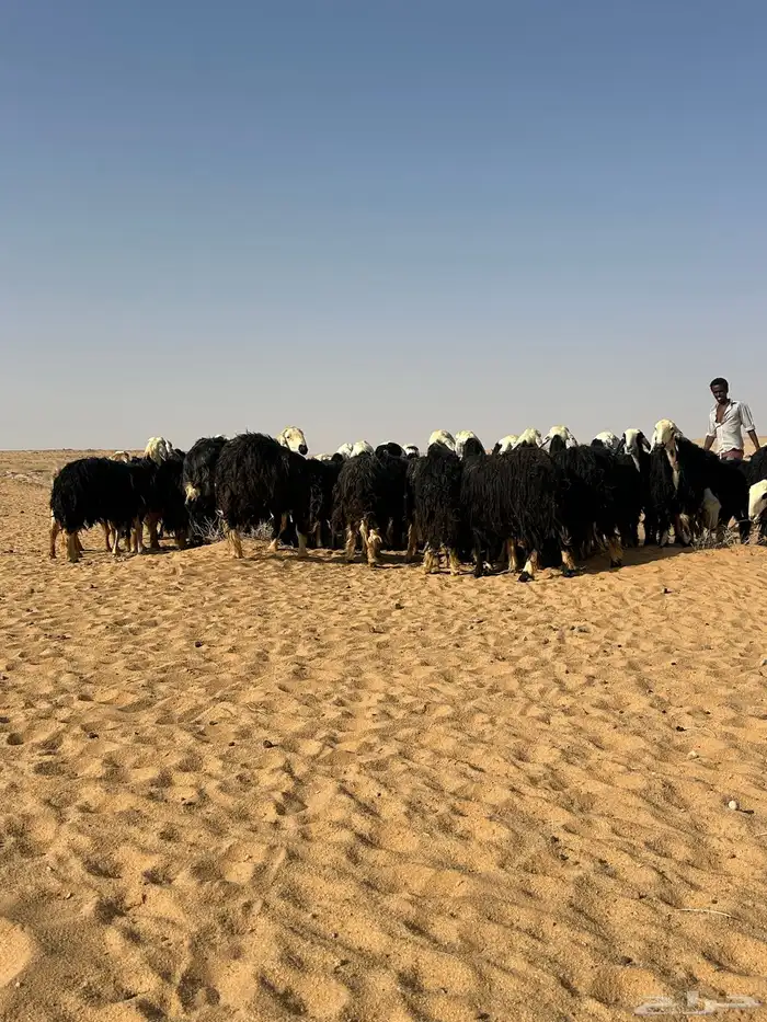 غنم نجد ومعزا مراح 7