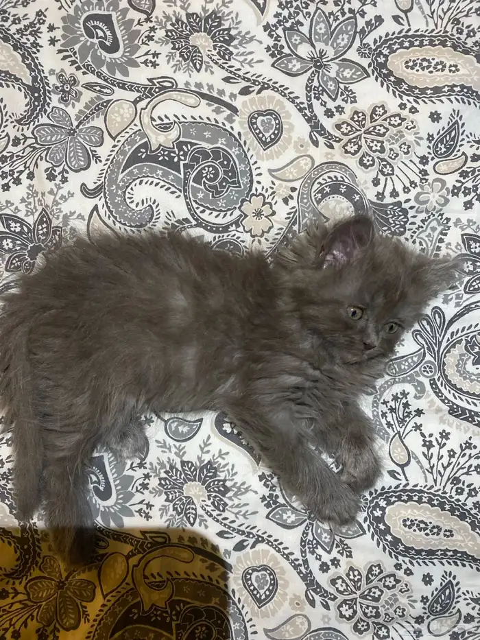 قطة نيرويجي 3