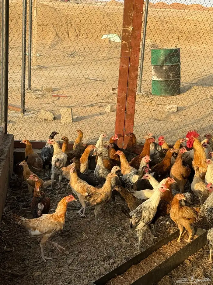 دجاج بلدي للبيع العمر فوق ست شهور 4