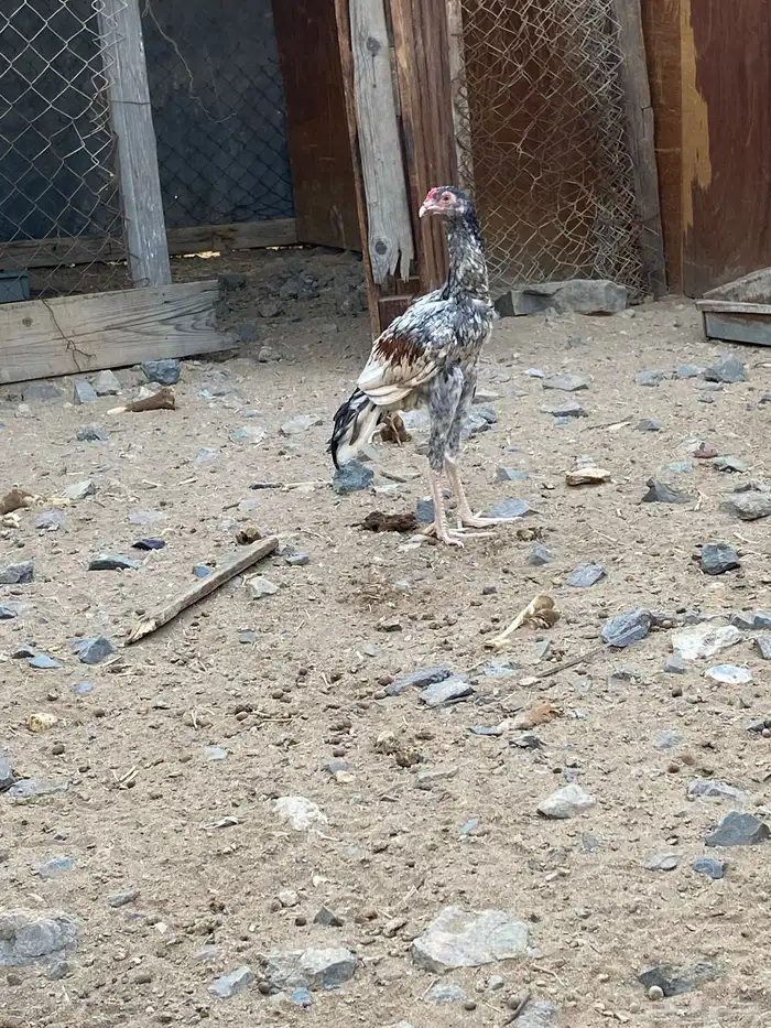 جاج باكستاني اصل للبيع 0