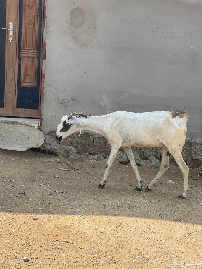 للبيع عنز بيشيه 2