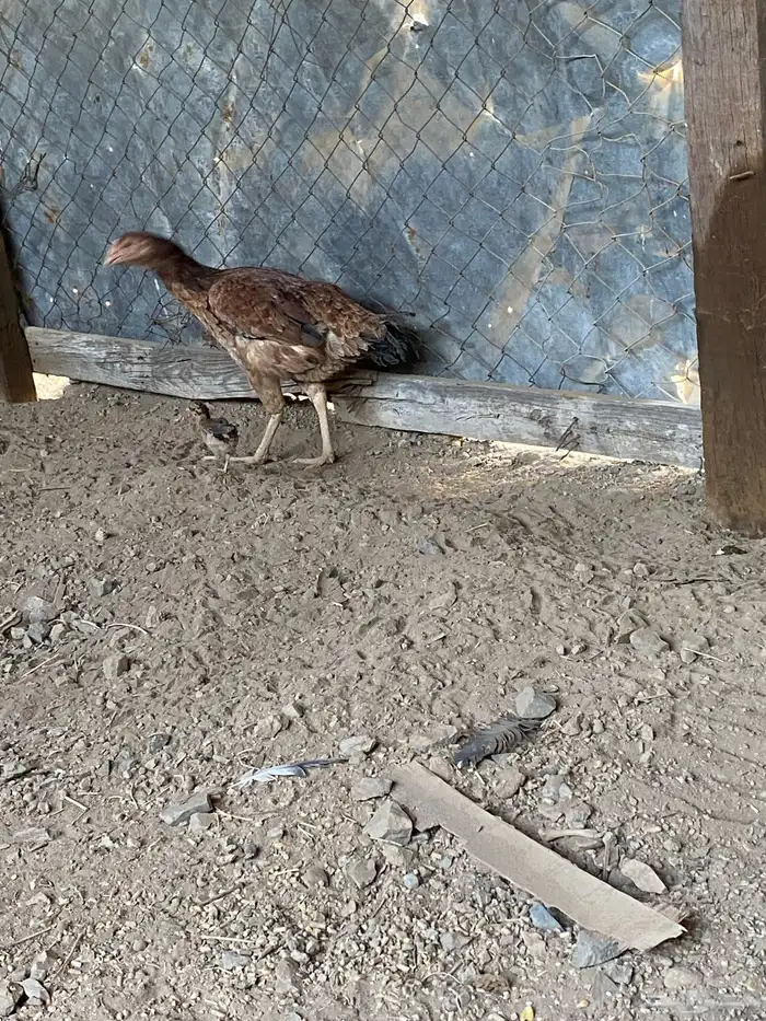 جاج باكستاني اصل للبيع 4