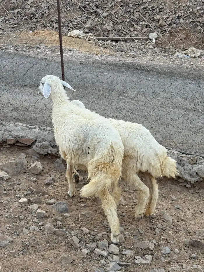 ثنتين رخال حريه 7