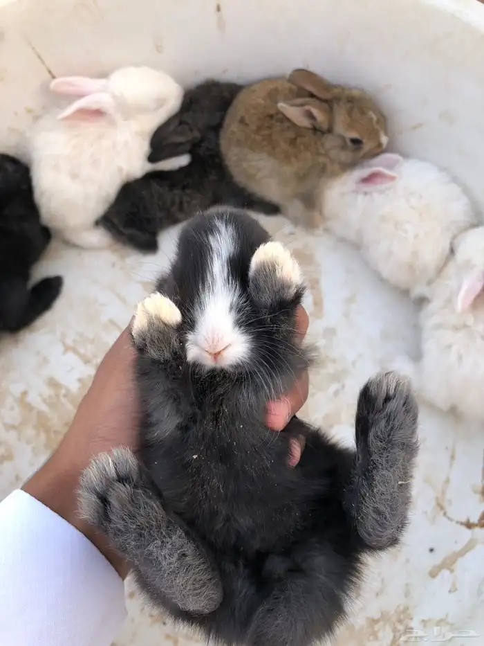 للبيع ارانب فرنسي و عادي لا يجيني لا الصامل لان ينضر تحت25 3